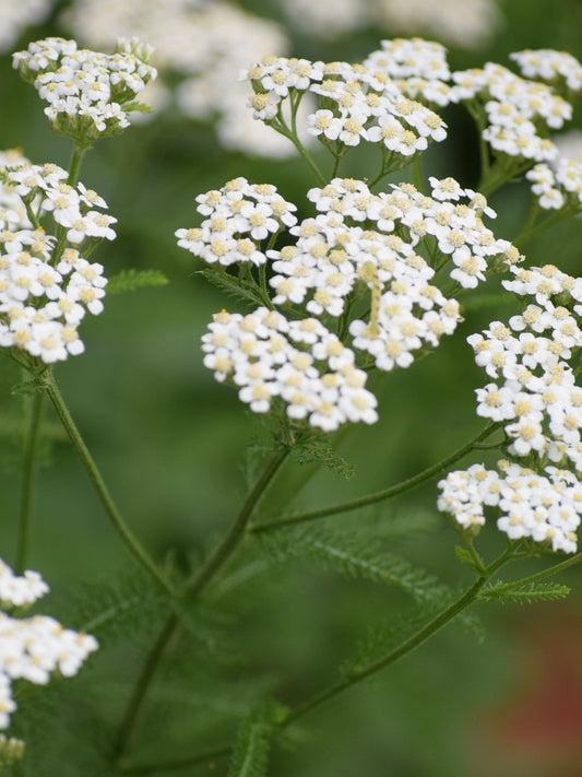 Achillée millefeuille - Fleurs (Achillea millefolium)