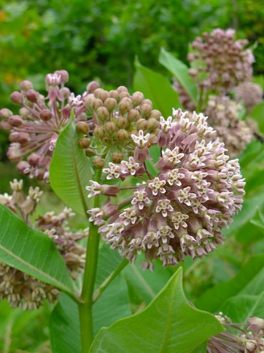 Asclepiade commune ou Asclepias syriaca Fleurs