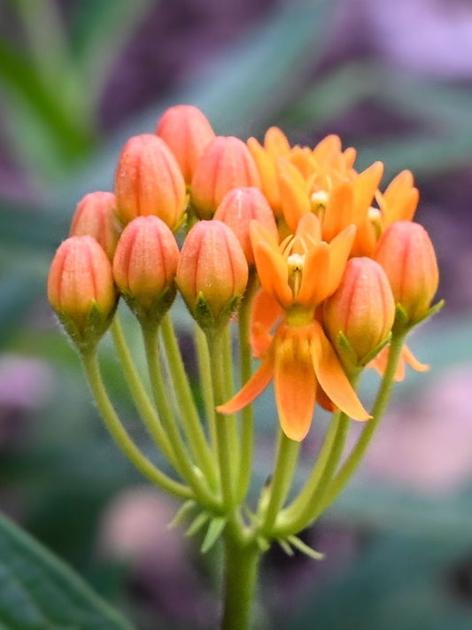 Fleur d'Asclepiade tubereuse (Asclepias tuberosa)
