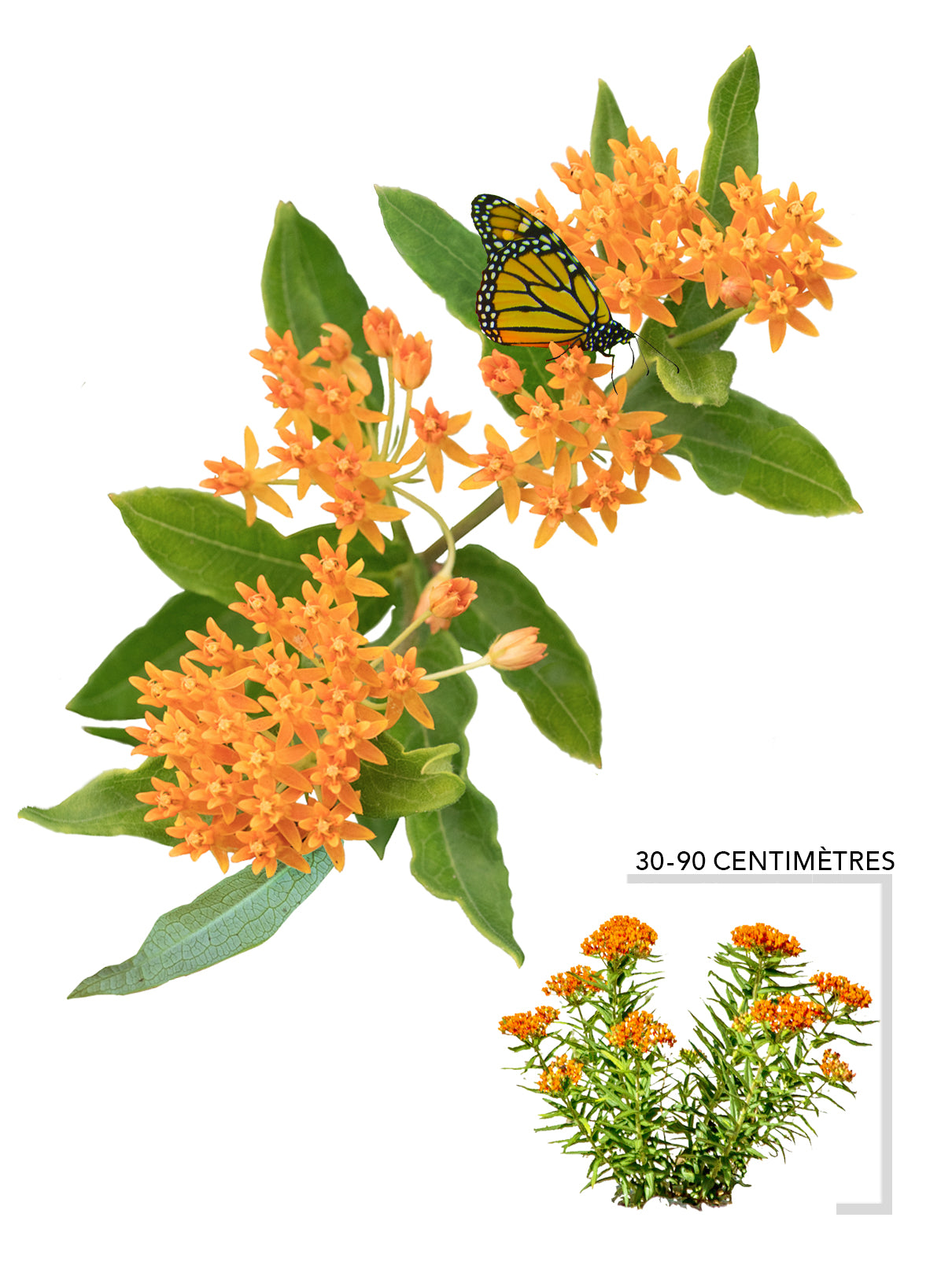 Asclepiade tubereuse (Asclepias_tuberosa)
