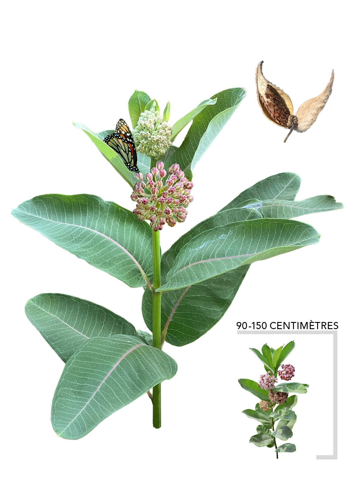 Asclepiade commune (Asclepias syriaca)