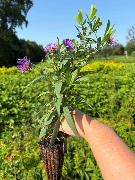 Aster de la Nouvelle-Angleterre en production