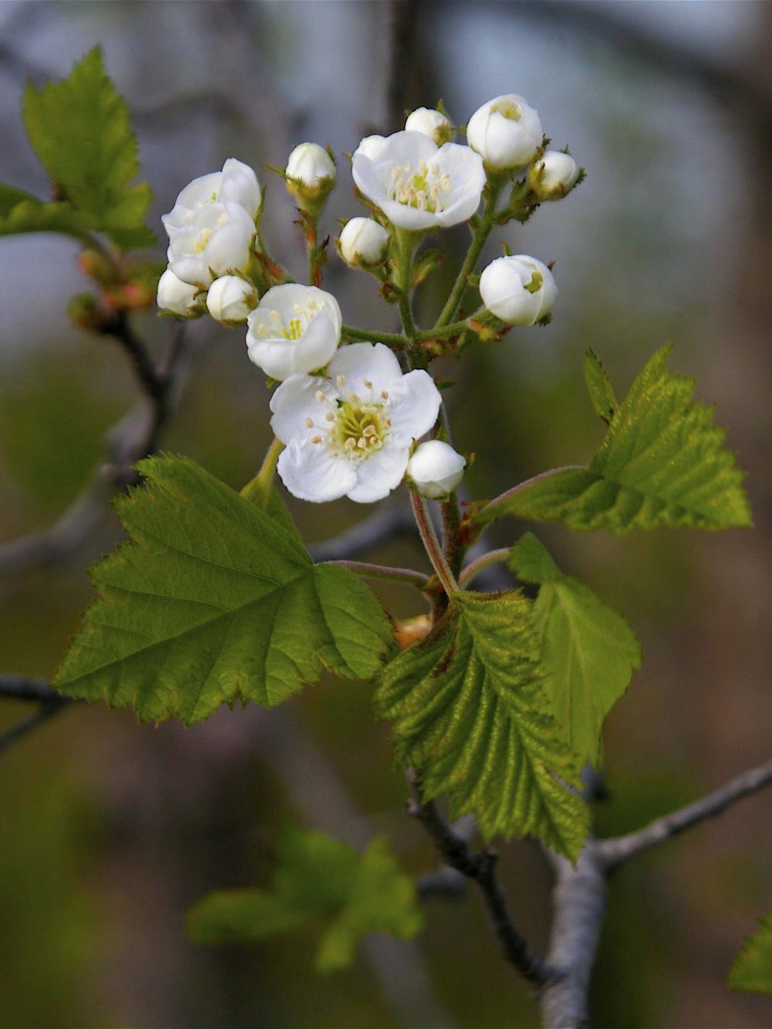 Fleurs d Aubepine duveteuse (Crateagus mollis)