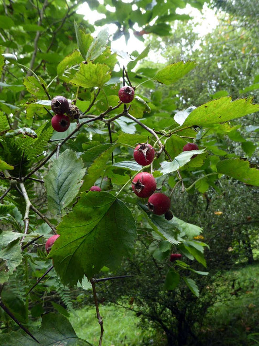 Fruits d Aubepine duveteuse (Crataegus mollis)