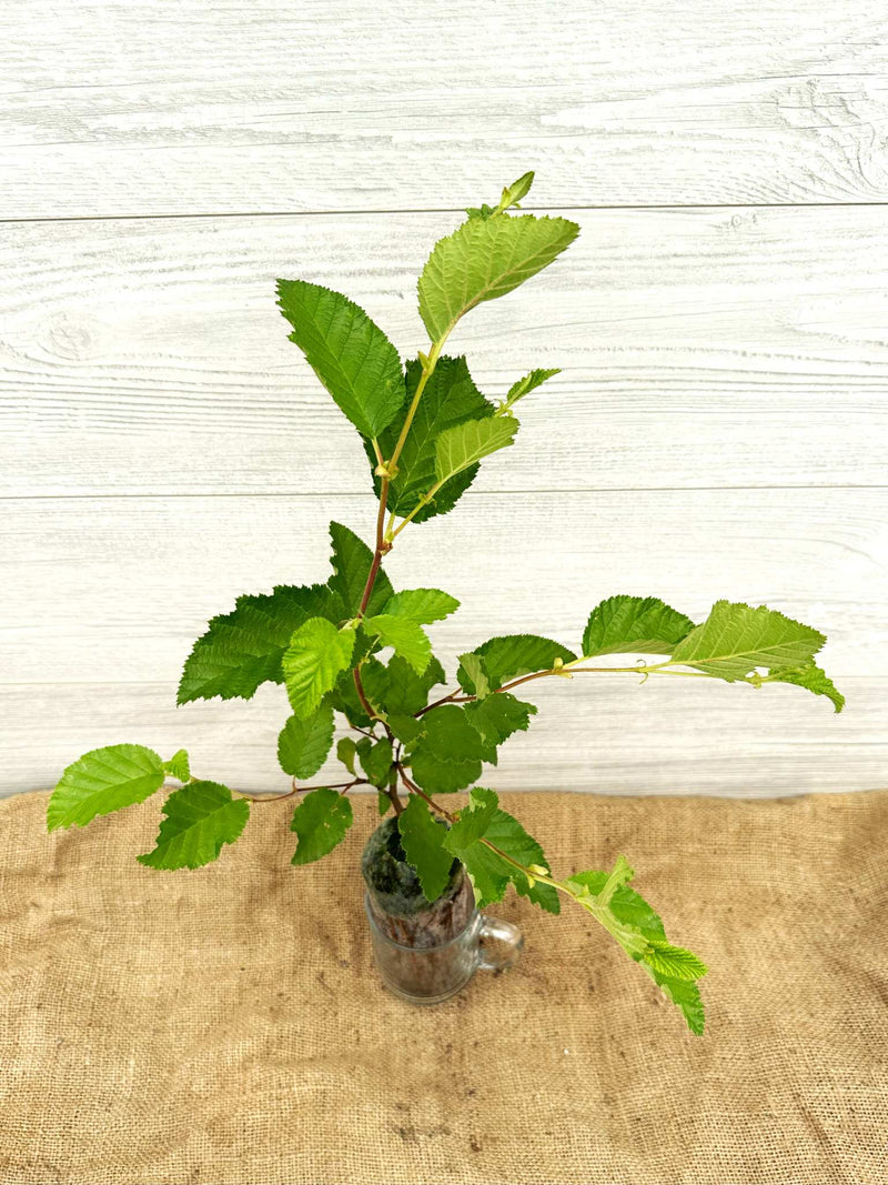 Aulne crispé ou Alnus crispa feuillage