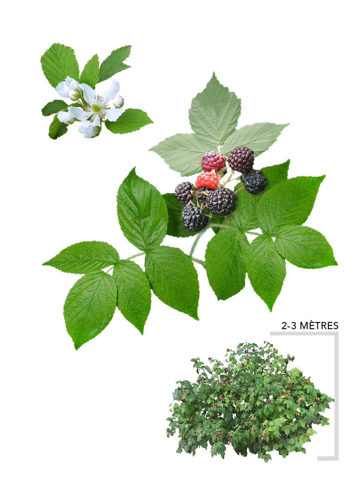 Le framboisier noir, Achetez, Plantez, Profitez – Arbresenligne