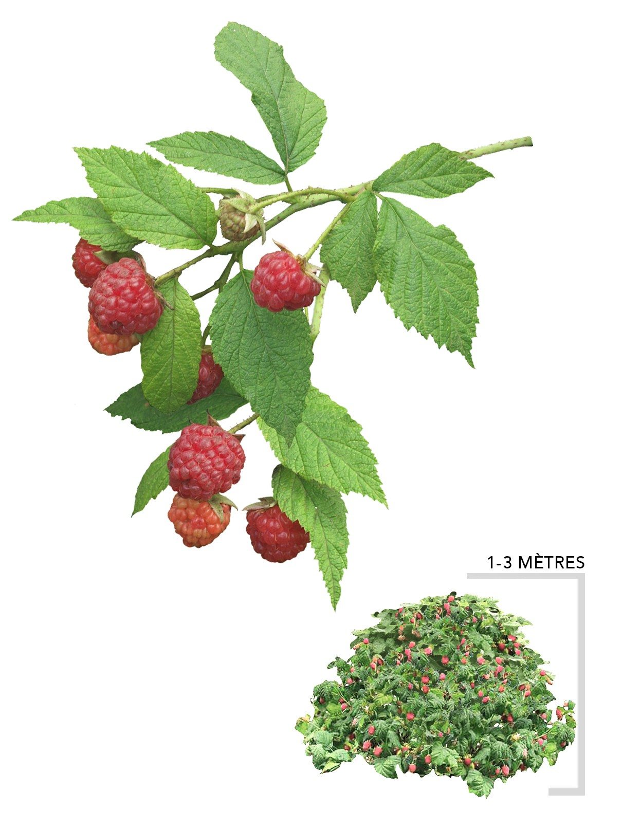 Le famboisier sauvage dans votre jardin – Arbresenligne