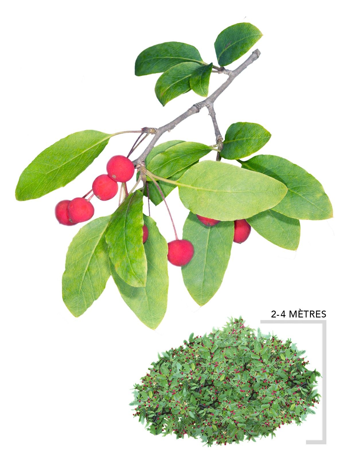 Illustration Arbuste nemopanthe mucroné