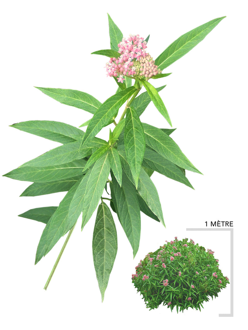 Asclépiade incarnate ou Asclepias incarnata illustration