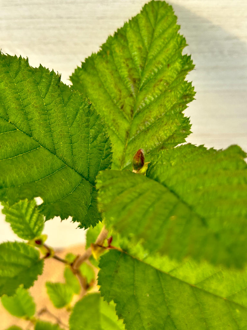 Feuilles Aulne Rugueux ou Aulne blanc