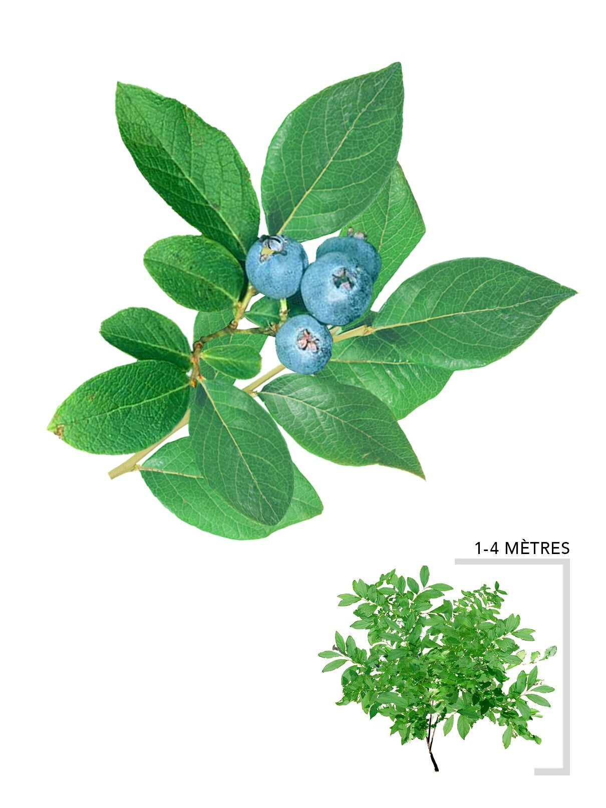 Illustration plant bleuet en corymbe