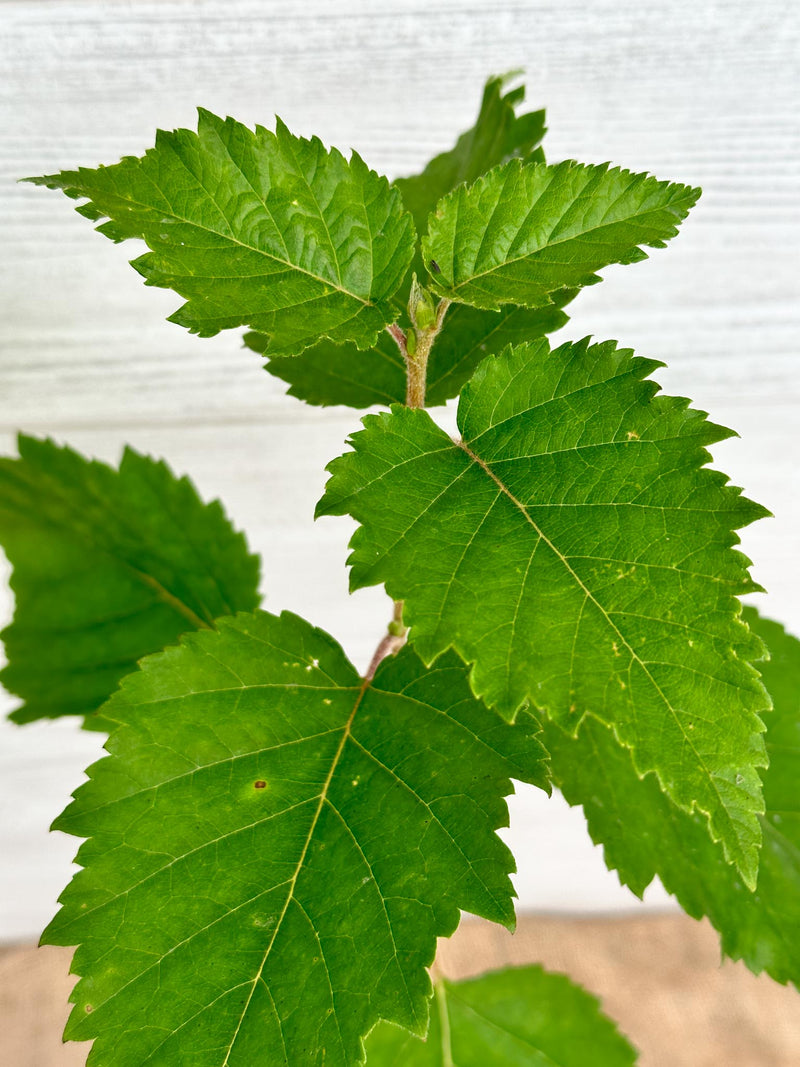 Feuilles Bouleau à Papier