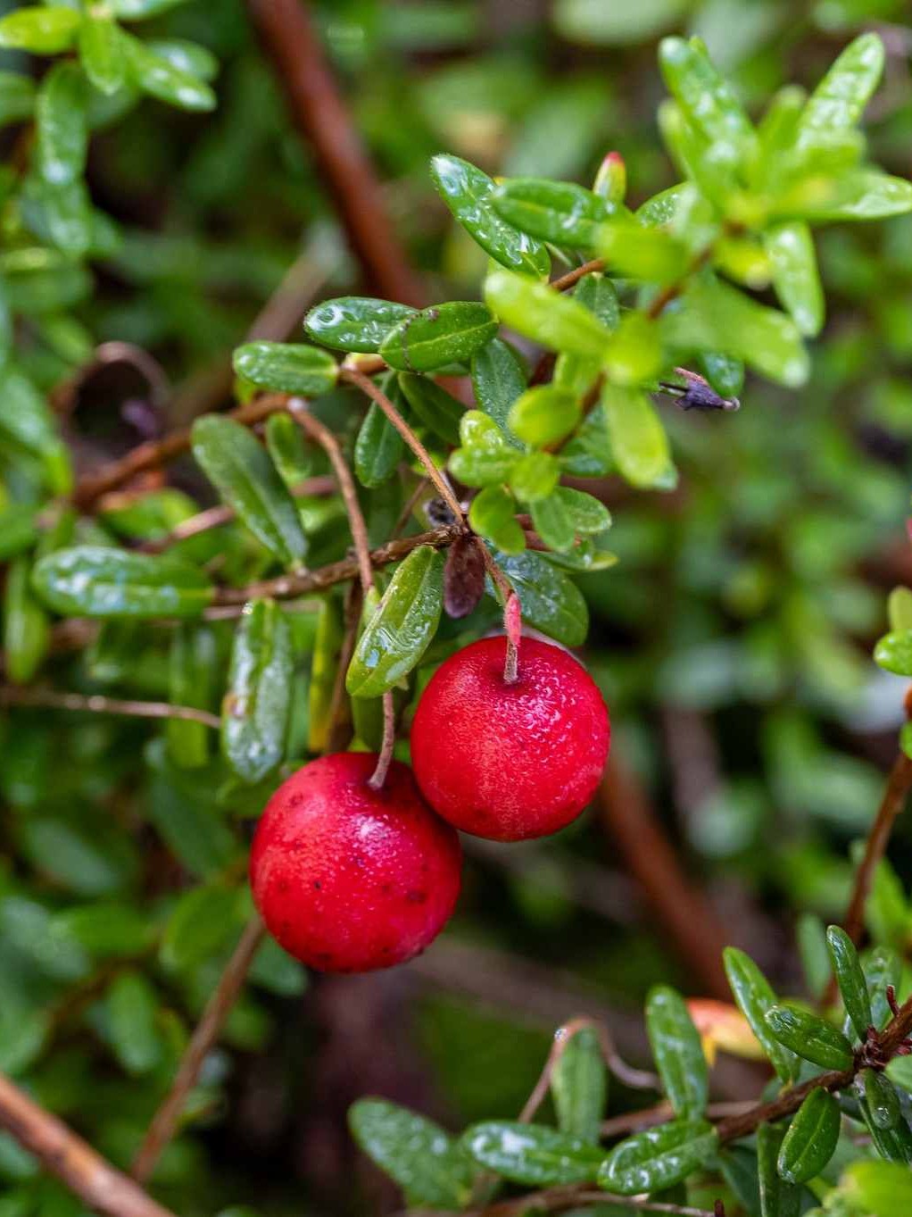 Canneberge ou Fruits de l Airelle a gros fruits (Vaccinium macrocarpon)