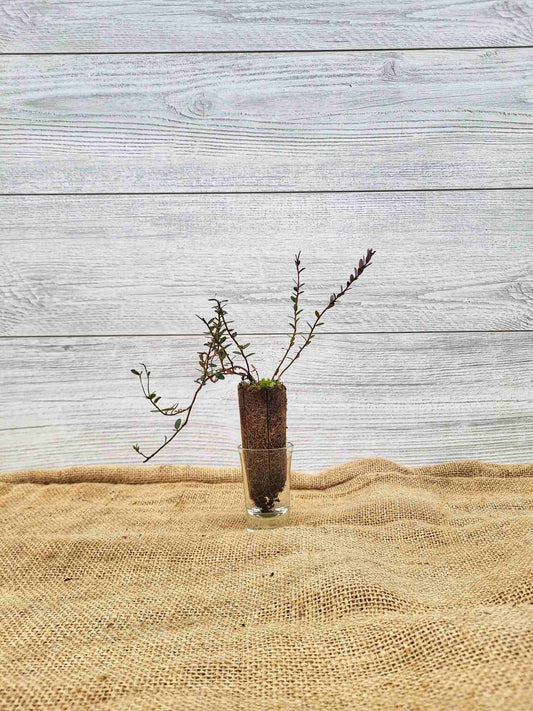 Plant de canneberge (Vaccinium macrocarpon)