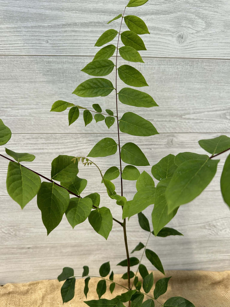 Chicot du Canada ou Gymnocladus dioicus feuillage