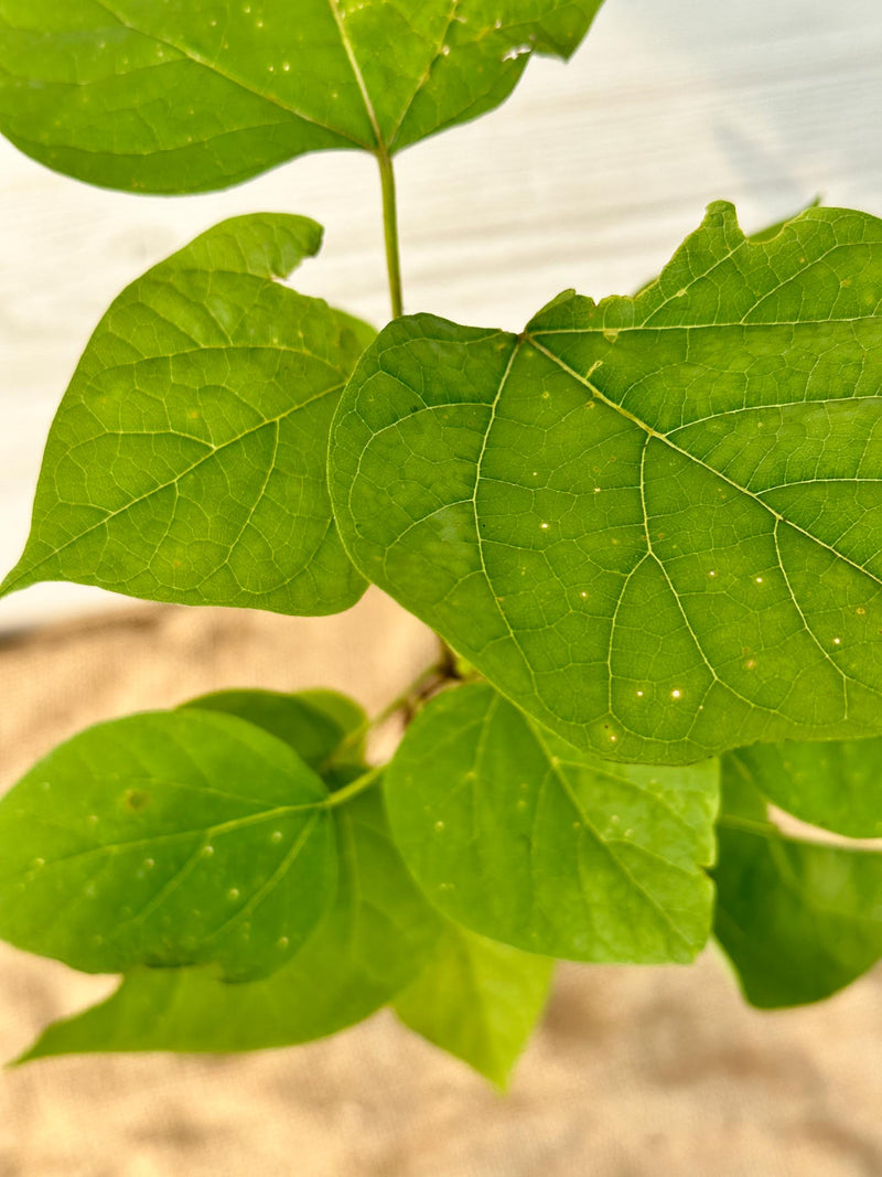 Feuilles Catalpa de l'Ouest