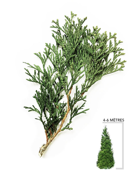 Illustration Cèdre Smaragd