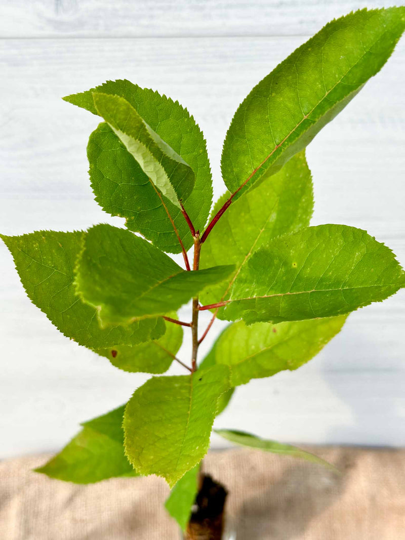 Feuilles Cerisier de Virginie