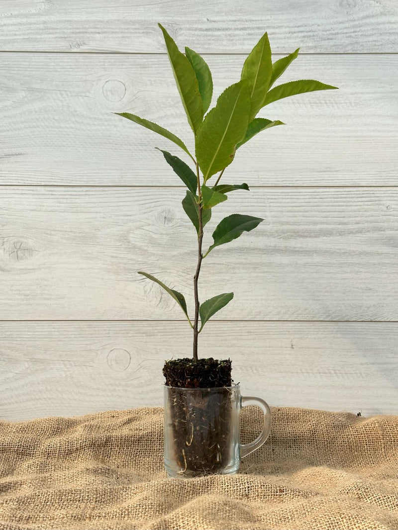 Photo du cerisier tardif prunus serotina