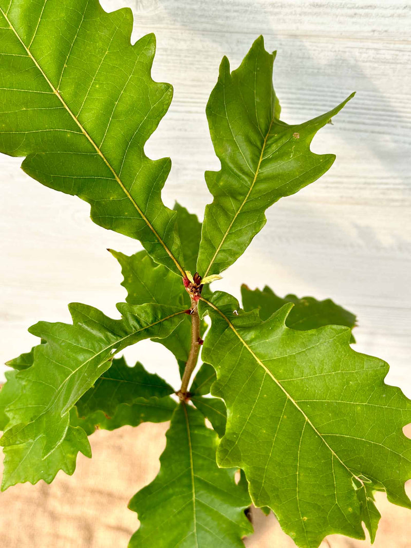 Feuilles Chêne bicolore