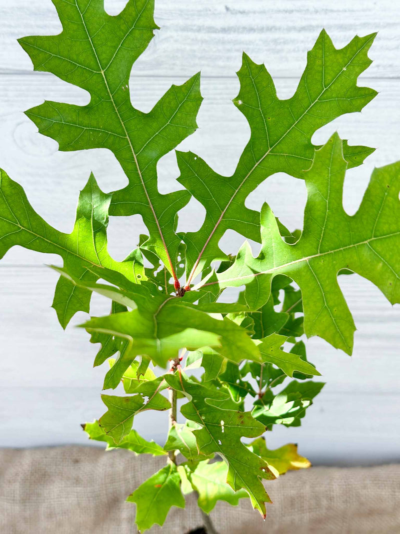 Feuilles Chêne des marais