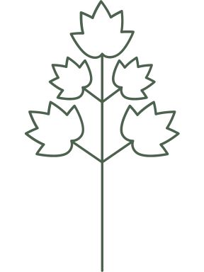 Platane occidental illustration