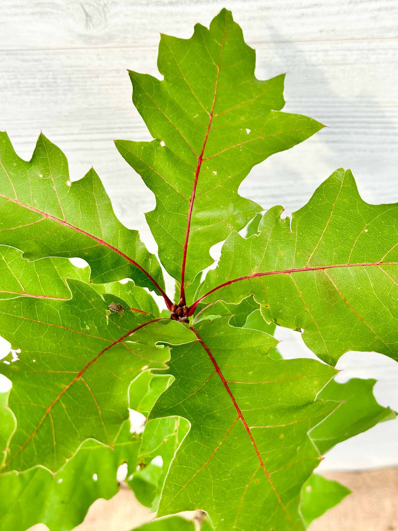 Feuilles Chêne Rouge