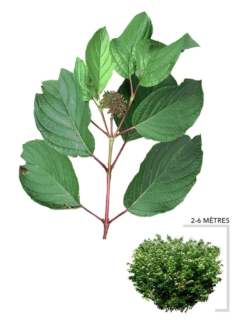 Illustration du cornouiller stolonifère