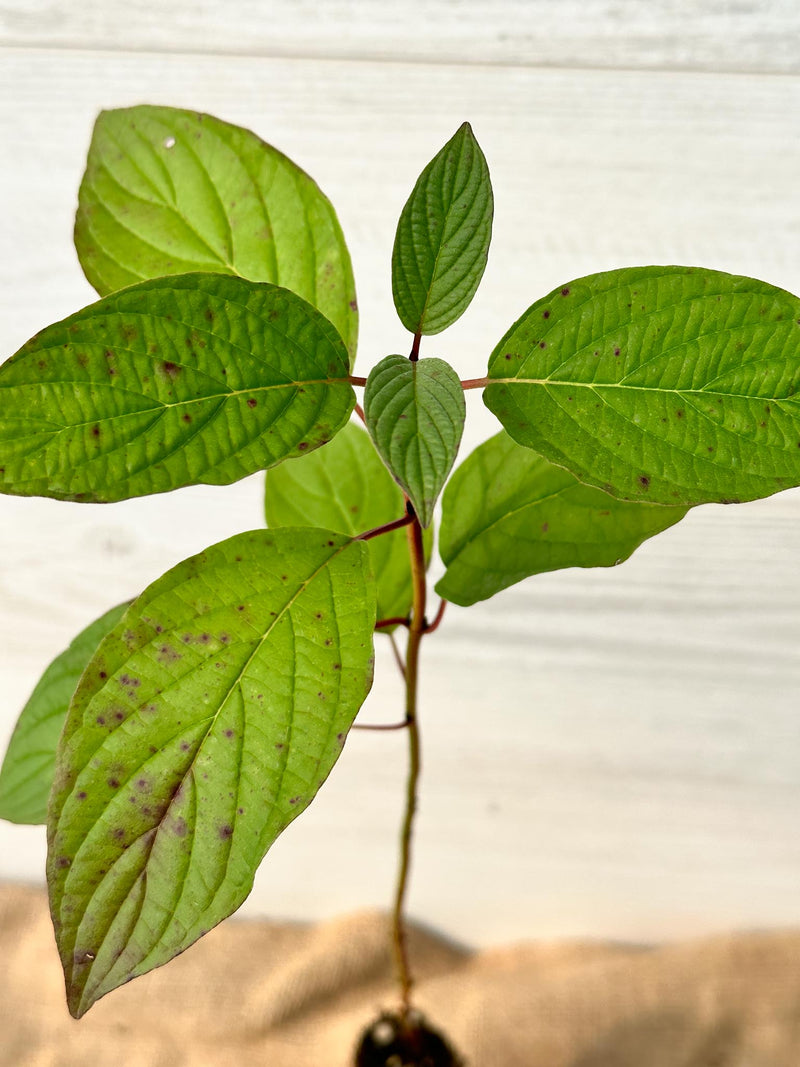 Feuilles Cornus Stolonifere