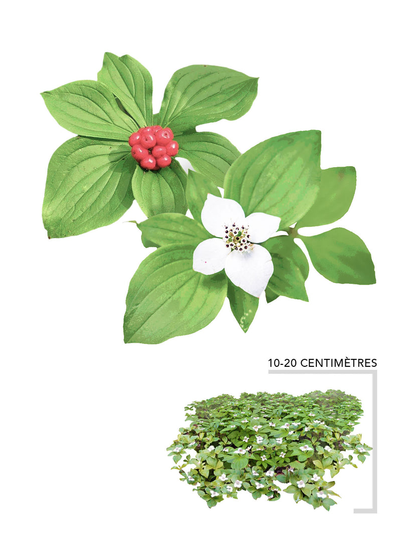 Illustration Cornus Canadensis