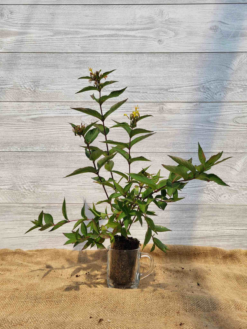 Dierville chevrefeuillle ou Diervilla lonicera