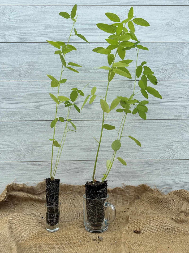 Plants du Desmodie du Canada