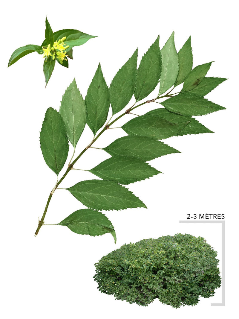 Illustration Dierville Chèvrefeuille ou Diervilla Ionicera
