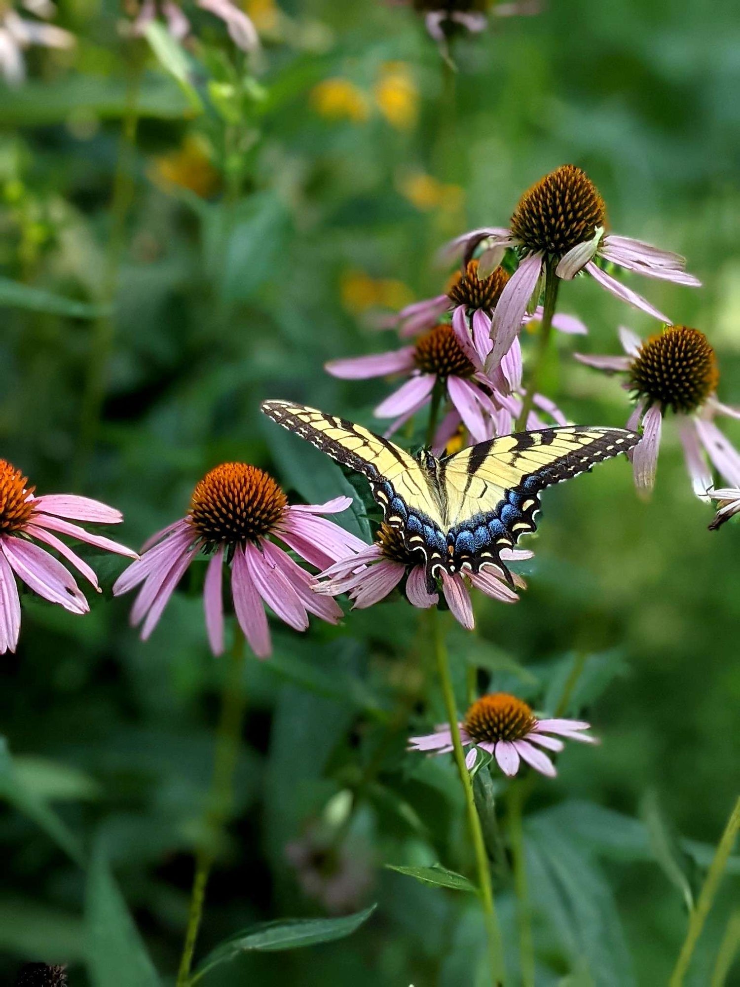 Fleurs d'Echinacee pourpre (Echinacea purpurea)