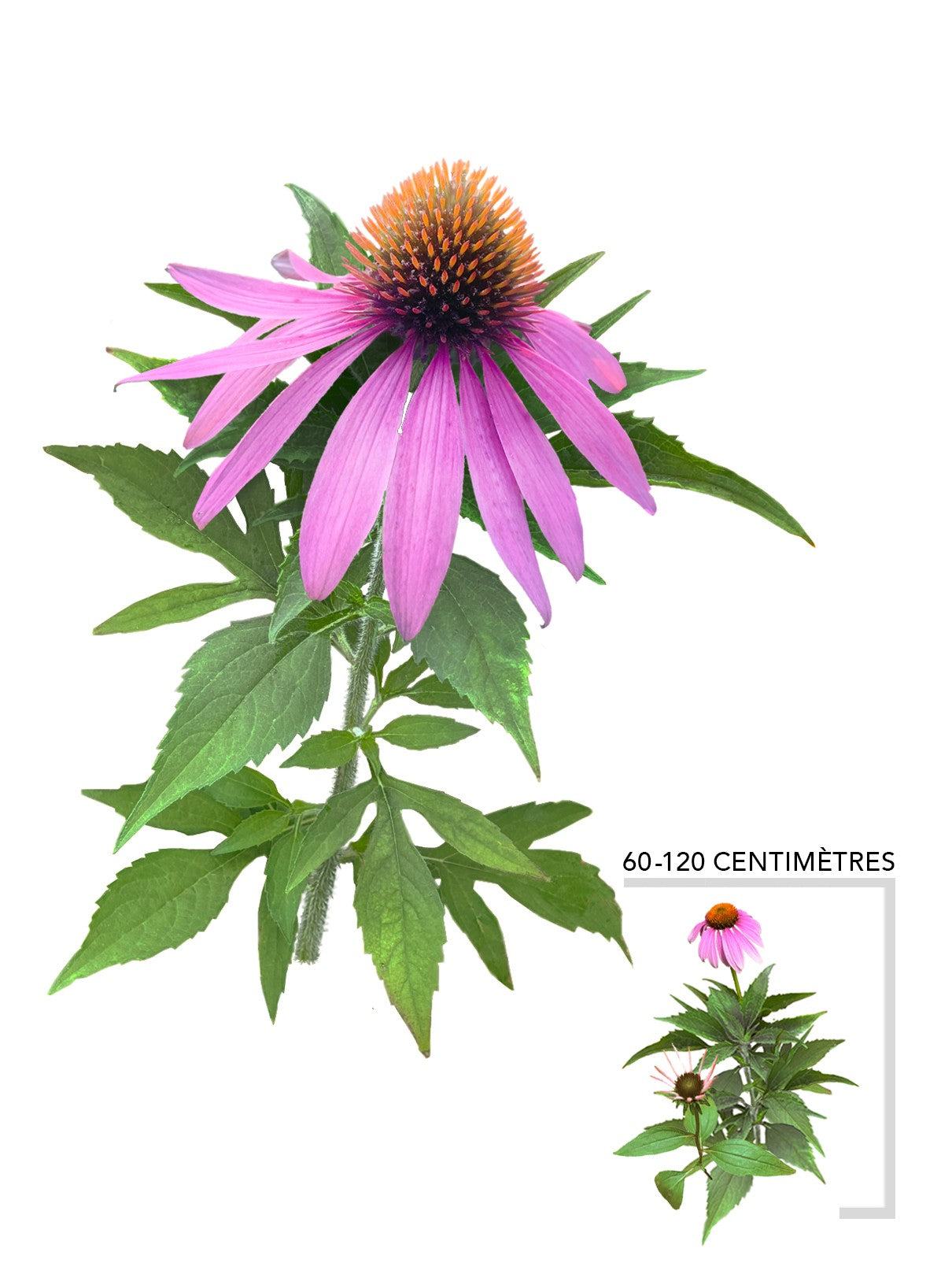 Echinacee pourpre (Echinacea_purpurea)