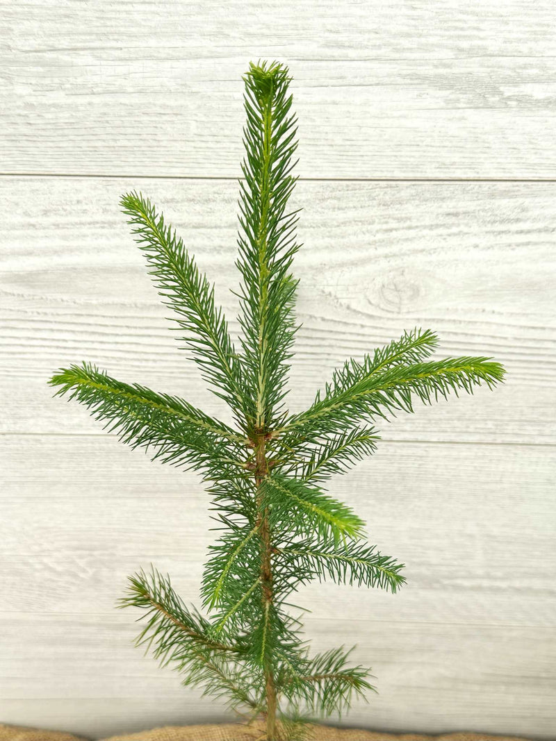Épinette noire ou Picea mariana aiguilles