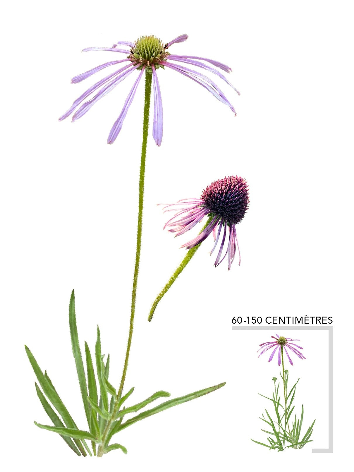 Illustration plant vivace Échinacée pâle