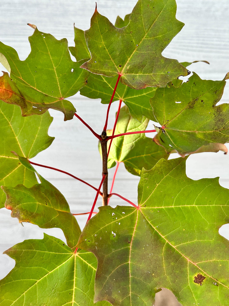 Feuilles Érable à sucre