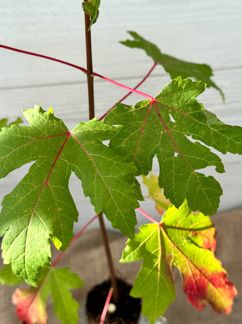 Feuilles Érable argent