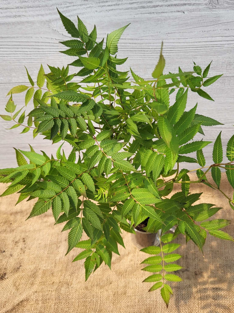 Fausse spiree ou Sorbaria sorbifolia feuillage