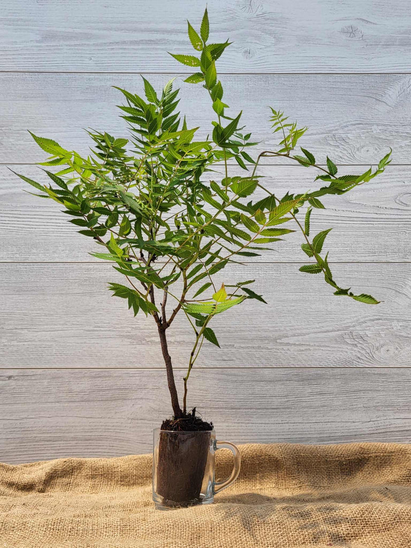 Fausse spiree ou Sorbaria sorbifolia