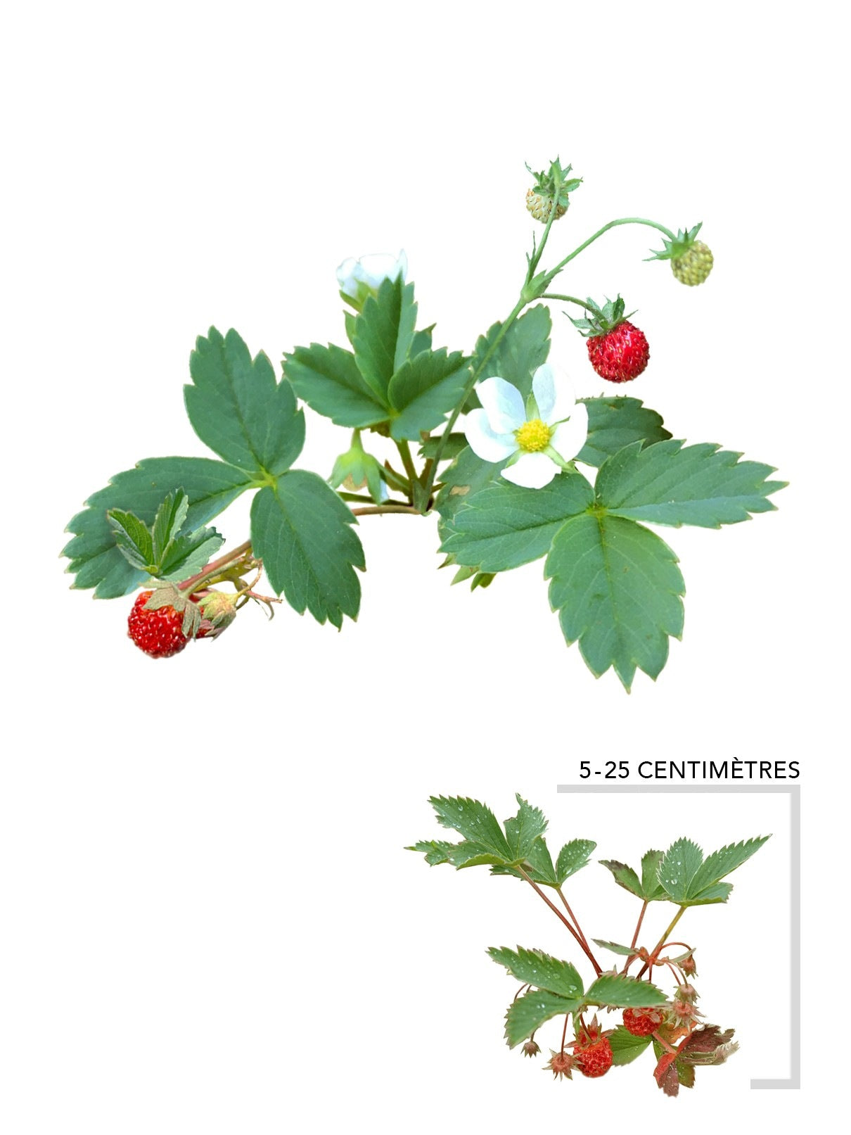 Fraisier de Virginie – Vivace indigène comestible et couvre-sol rustique –  Arbresenligne