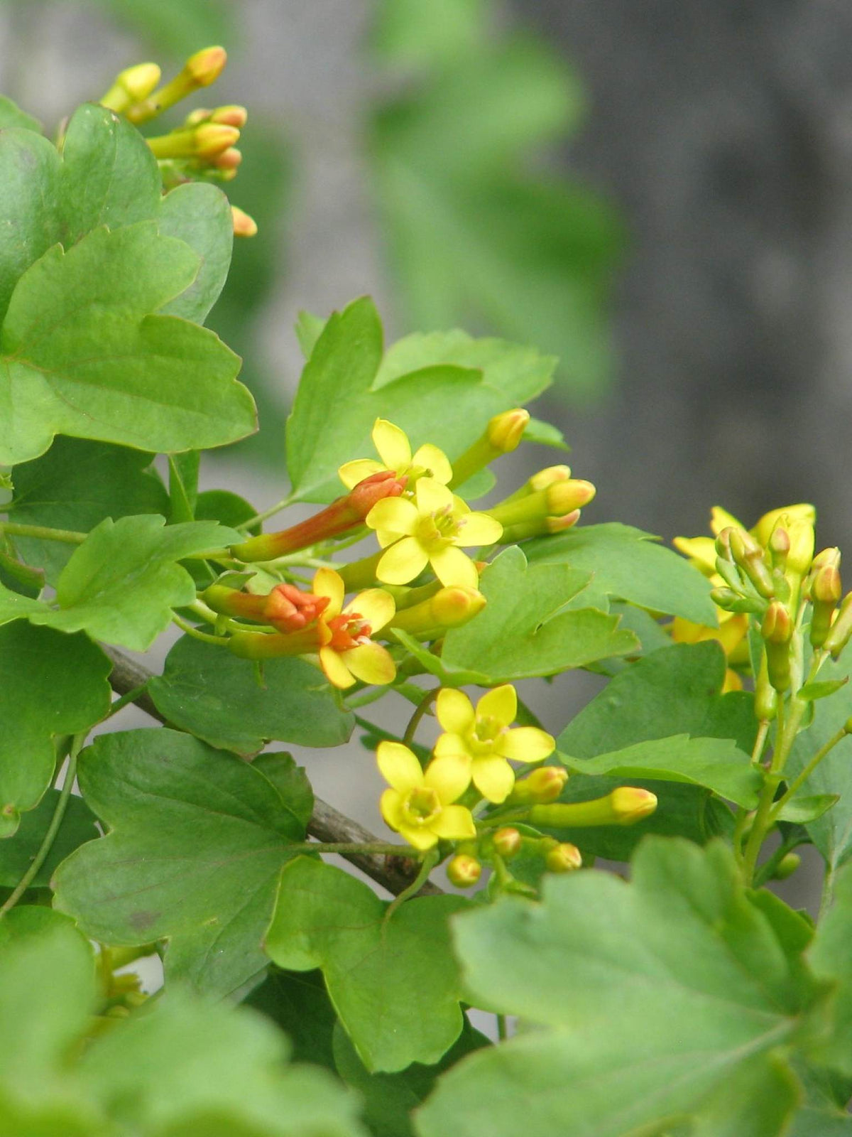 Fleurs de Gadelier dore (Ribes aureum)