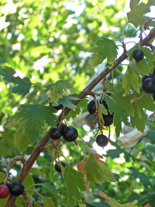 Fruits de Gadelier dore (Ribes aureum)