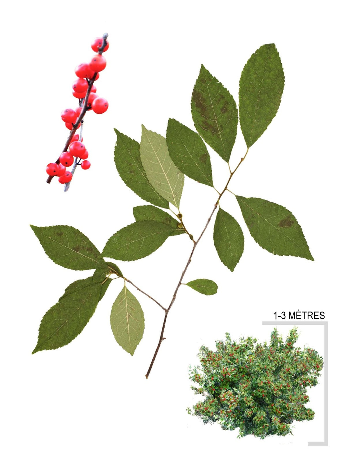 Houx verticille (Ilex verticilata)