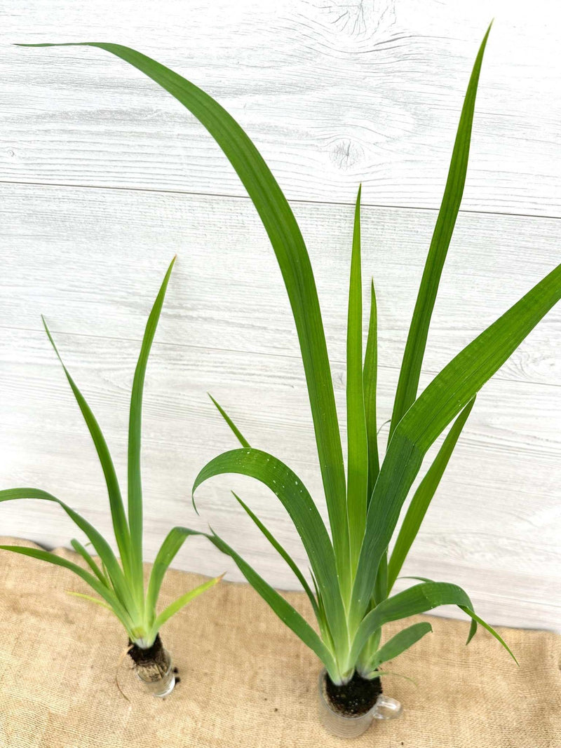 Iris versicolore feuillage