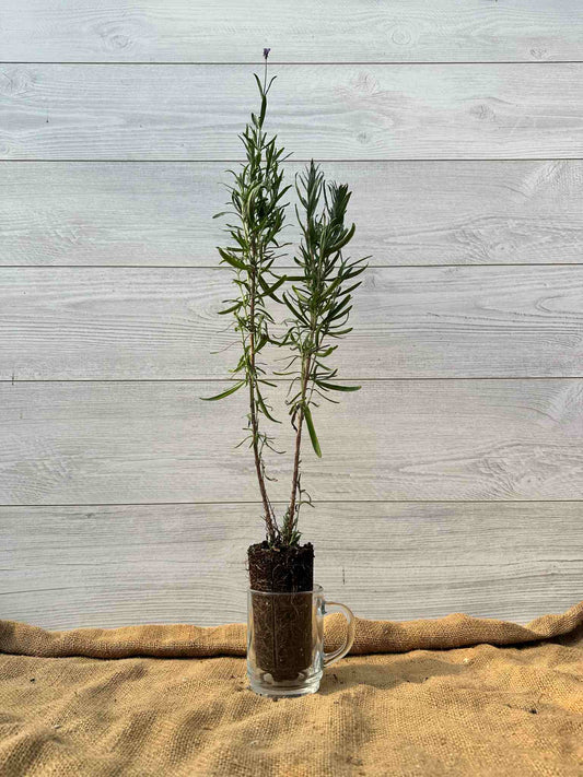 Plant de Lavande officinale