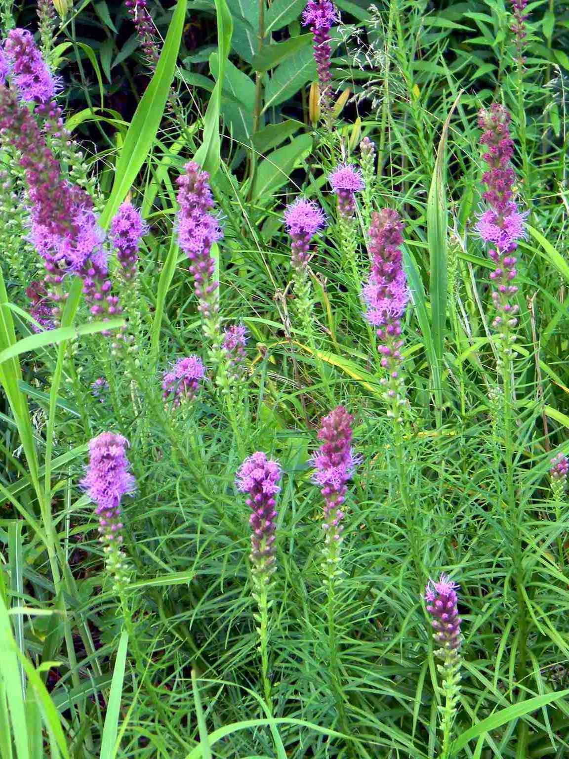 Liatris a epis - Fleurs (Liatris spicata)