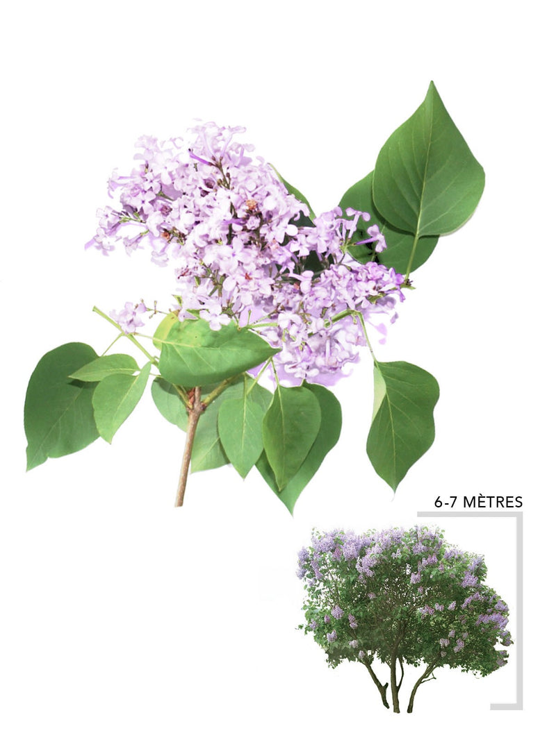 Illustration du lilas commun