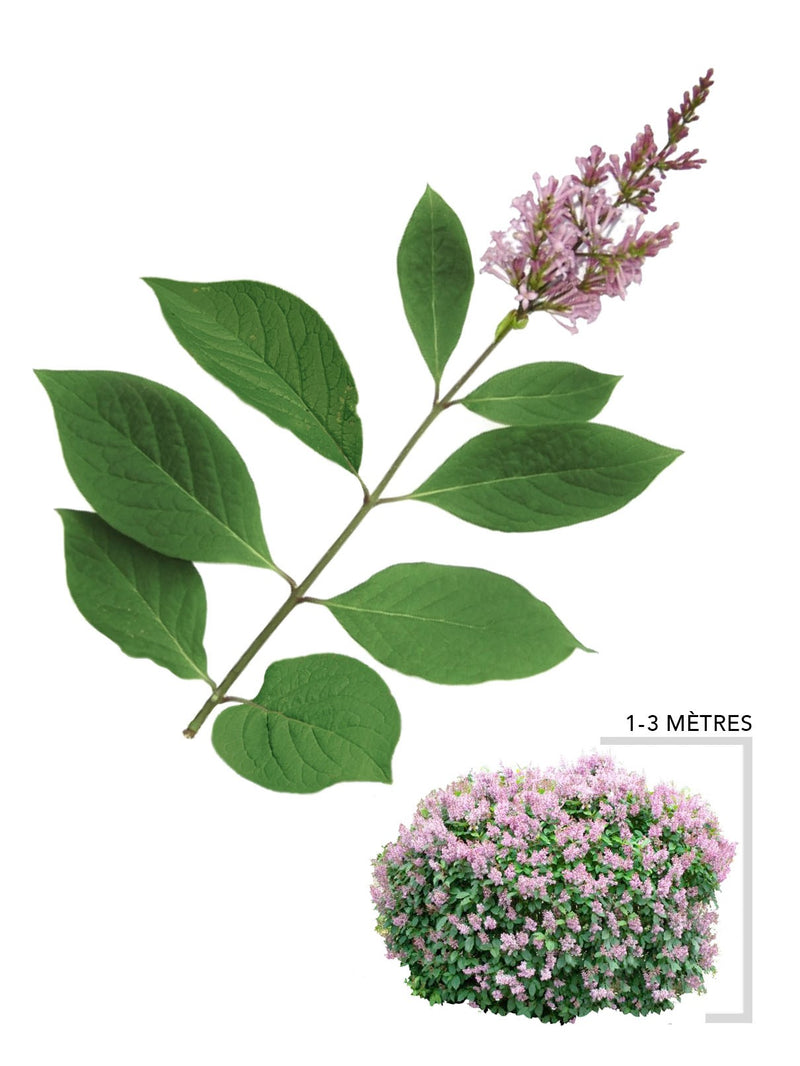 Illustration du Lilas Duveteux
